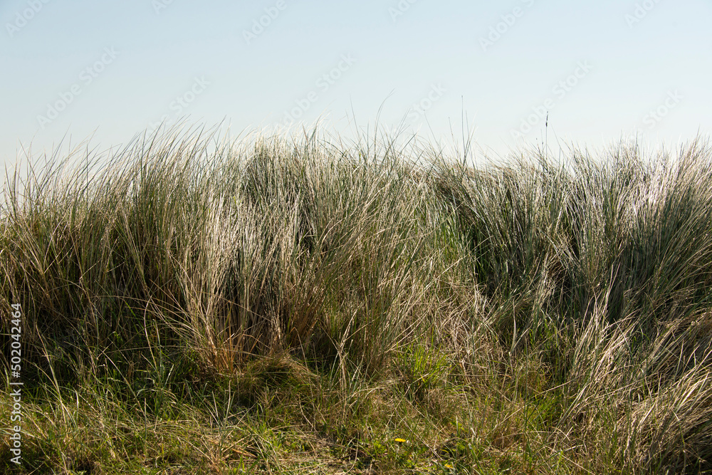 Oyat, Ammophila arenaria, Baie des Veys, Pointe de Brévands, Parc Naturel Régional des Marais du Cotentin et du Bessin, Manche, 50 Oyat, Ammophila arenaria, Baie des Veys, Pointe de Brévands, Parc Naturel Régional des Marais du Cotentin et du Bessin, Manche, 50