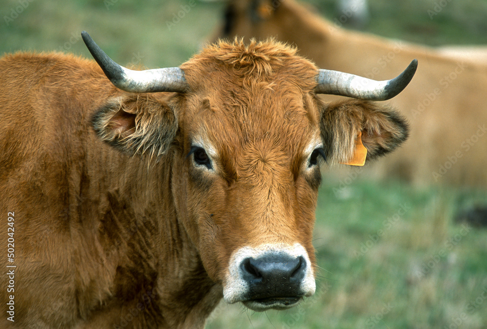 Vache, race Aubrac, Aubrac, Lozère