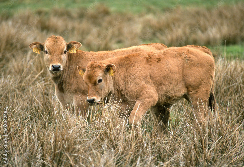 Fototapeta premium Vache, race Aubrac, Aubrac, Lozère