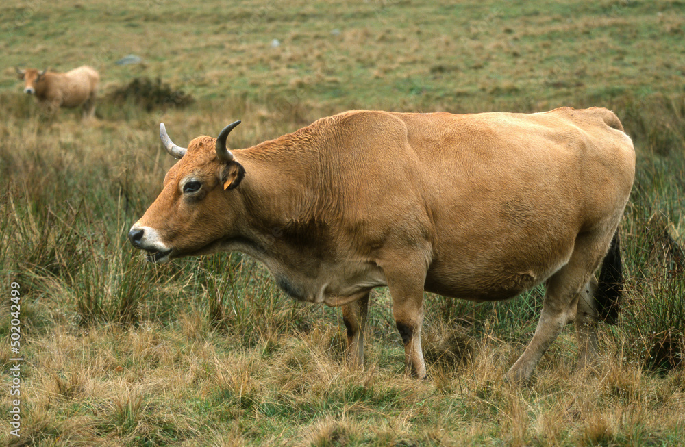 Vache, race Aubrac, Aubrac, Lozère Vache, race Aubrac, Aubrac, Lozère