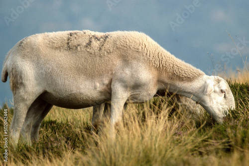Mouton  brebis  race Lacaume  Parc naturel r  gional des Grands Causses  12  Aveyron
