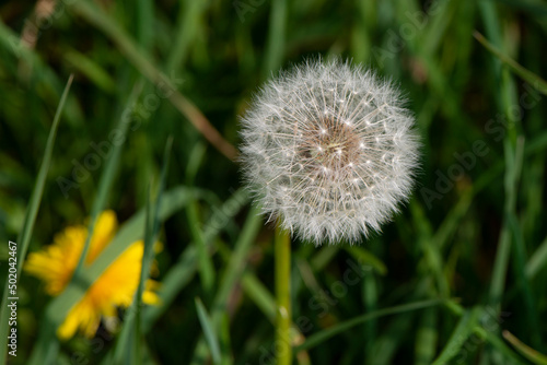 Pissenlit  Taraxacum officinale