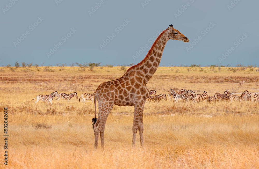 Giraffe walking in yellow grass on the Ethosa national park -  Group of Zebras on the yellow meadow - Namibia, Africa