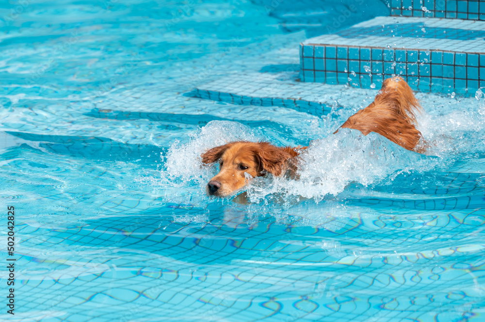 Golden Retriever playing happily in the pool