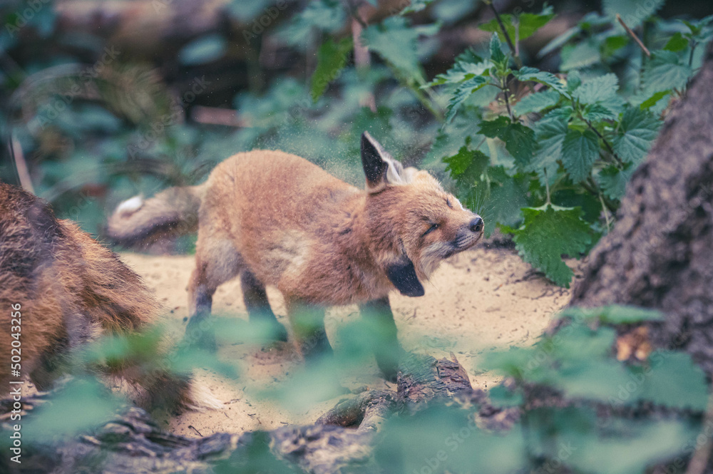 Obraz premium Füchse in Berliner Stadtpark