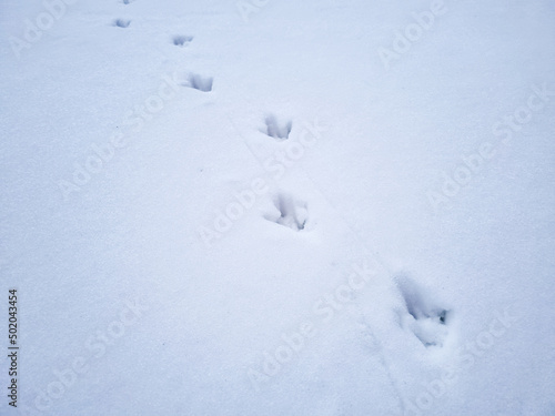 Antarctica footprint of penguin on white snow