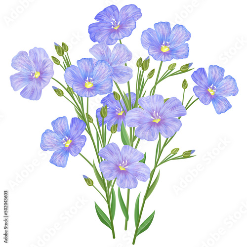 Blue flax plant, vector illustration.