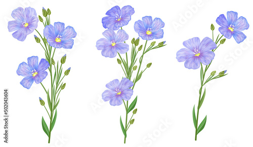 Set of flax flowers, hand drawn vector illustrations.