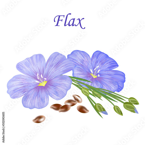 Blue flax flowers with seeds, vector illustration.