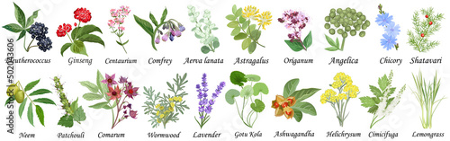 Canvas Print Medicinal and healing herbs collection