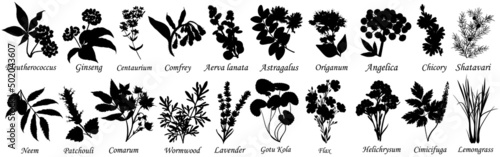 Medicinal and healing herbs, set of botanical vector silhouettes. 