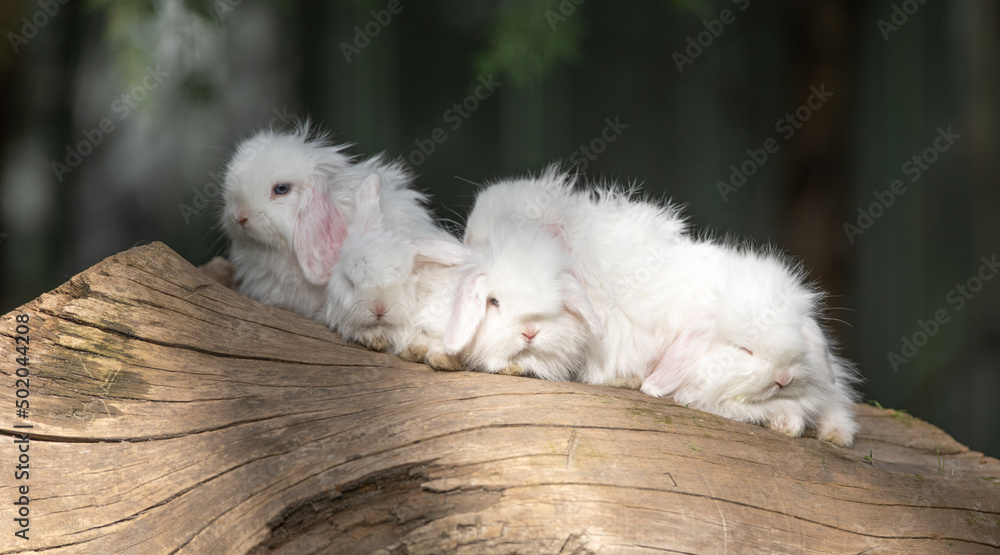 white rabbits on a log