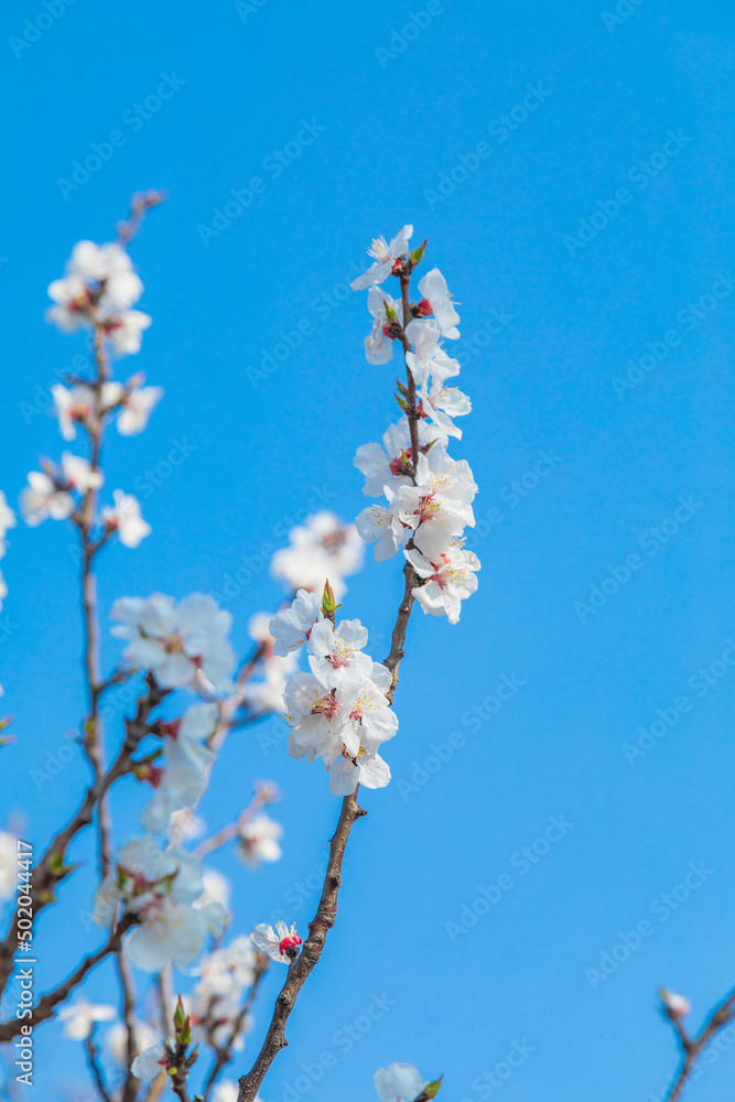 spring blossom spring blossom