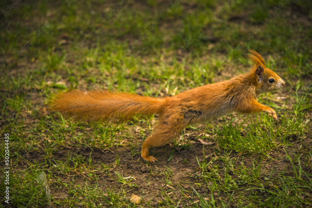 Young playful curious squirrel in the park Young playful curious squirrel in the park