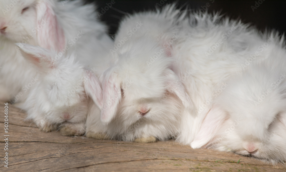 white rabbits on a log