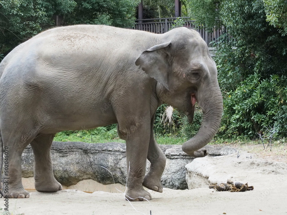 Fototapeta premium ゾウ