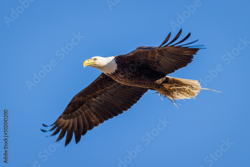 Eagle Nesting © David