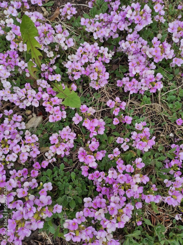 Obraz premium pink flowers in a garden