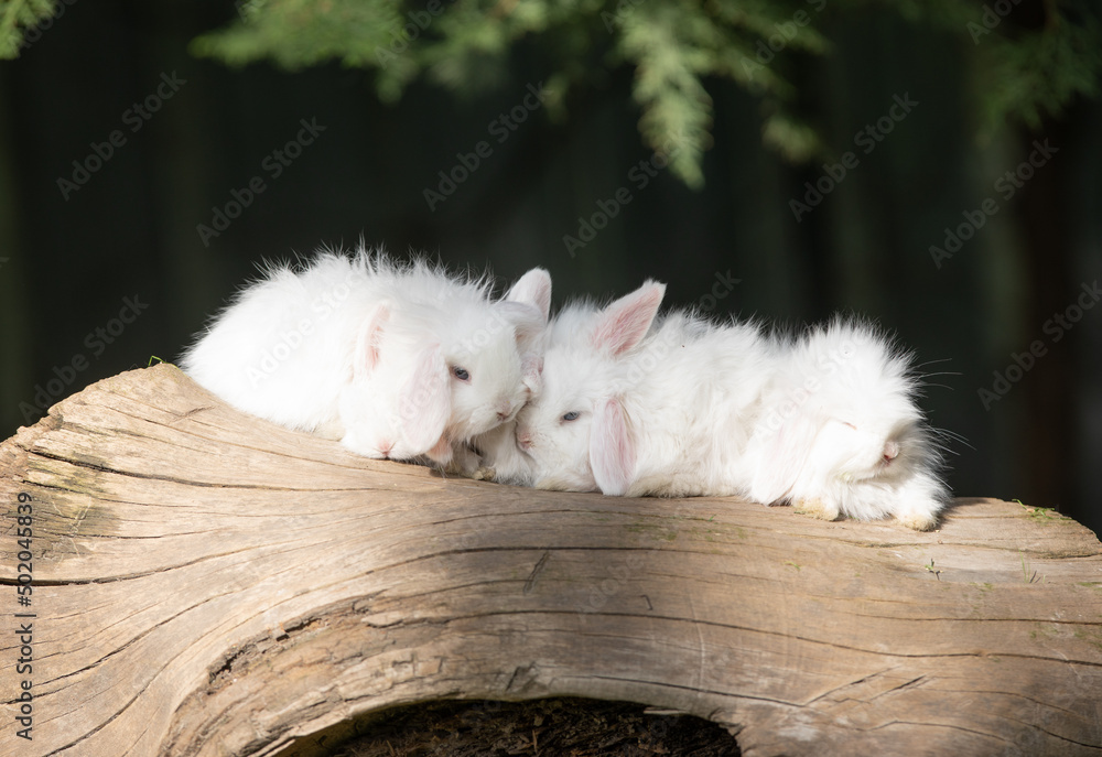 Obraz premium white rabbits on a log