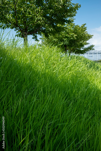 Fototapeta Naklejka Na Ścianę i Meble -  公園の芝生