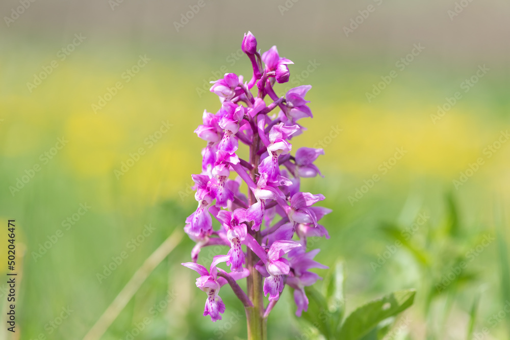 Close up of an early purple orchid (orchis mascula) flower