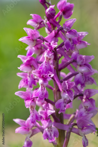 Close up of an early purple orchid  orchis mascula  flower