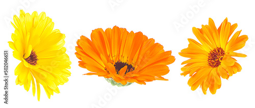 Collection of beautiful blooming marigold flowers isolated on a white background. Calendula officinalis.