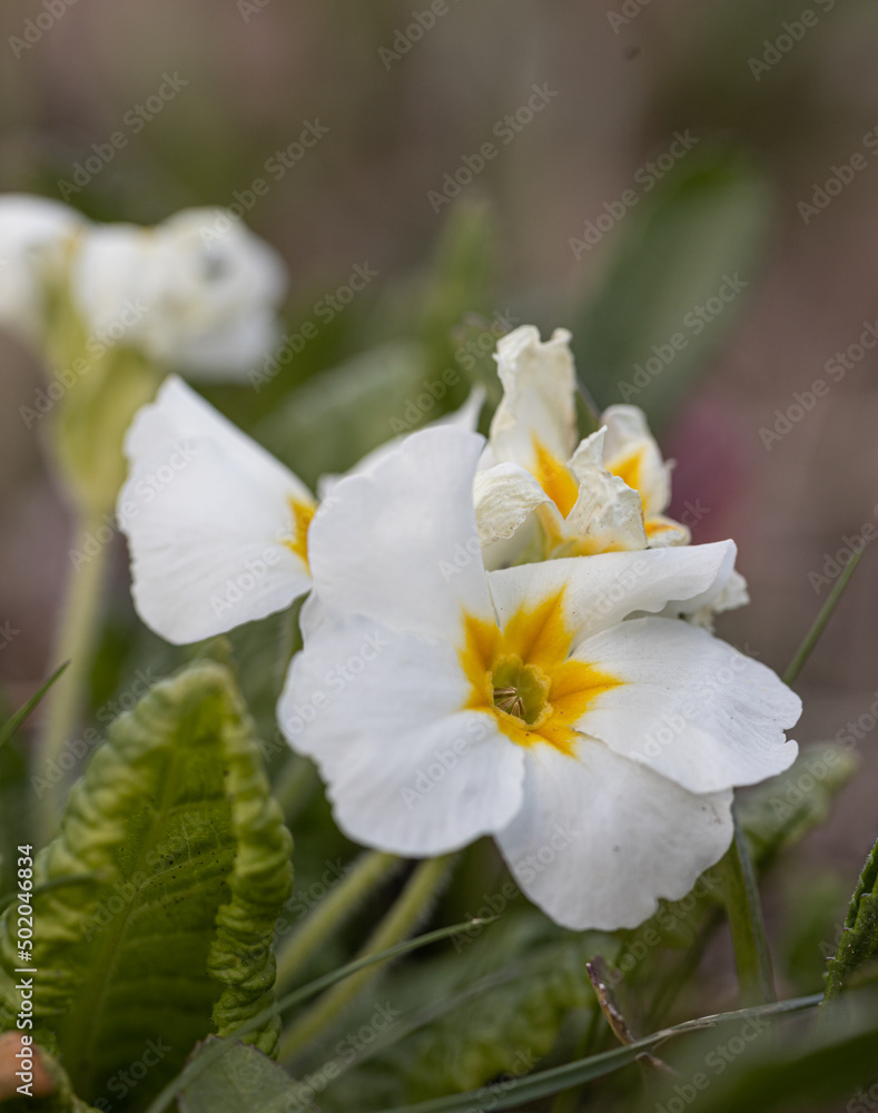 Spring flowers. White primrose or primula flowers in a garden Spring flowers. White primrose or primula flowers in a garden