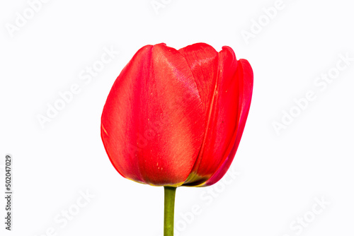 Tulip on black background. Beautiful photo of wild flower. Botanical design.