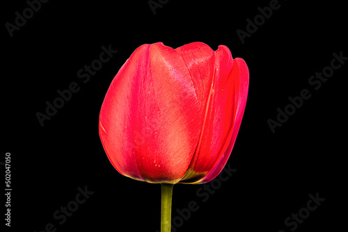 Tulip on black background. Beautiful photo of wild flower. Botanical design.