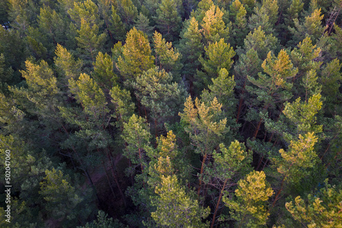 Drone photo of forests and groves in golden time © Defree