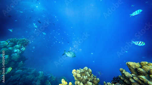 amazing coral reef and fish