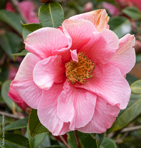 Camellia japonica, Rose of the winter, moonlight bay , Sweet Emily Kate photo