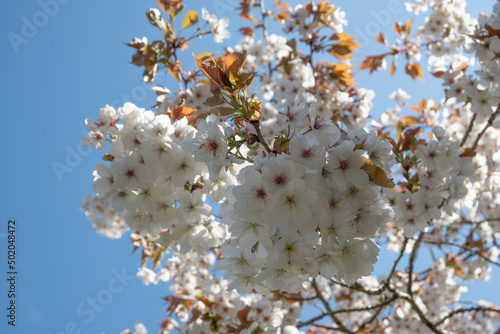 Springtime Japanese cherry blossom tree branch with fresh blue sky