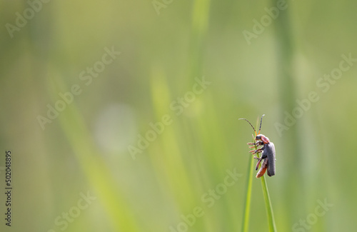 cantharis fusca 1