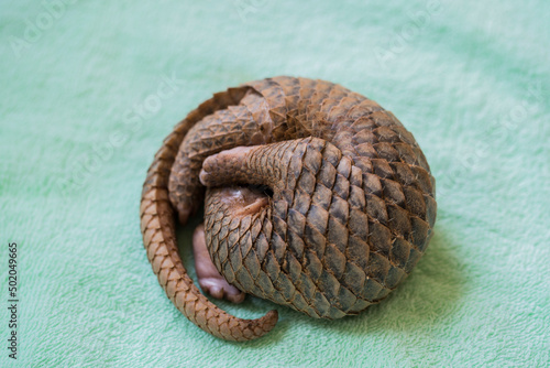 sunda pangolin rolling photo