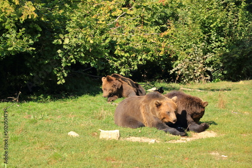 European brown bear in captivity, in an enclosed wildlife area.