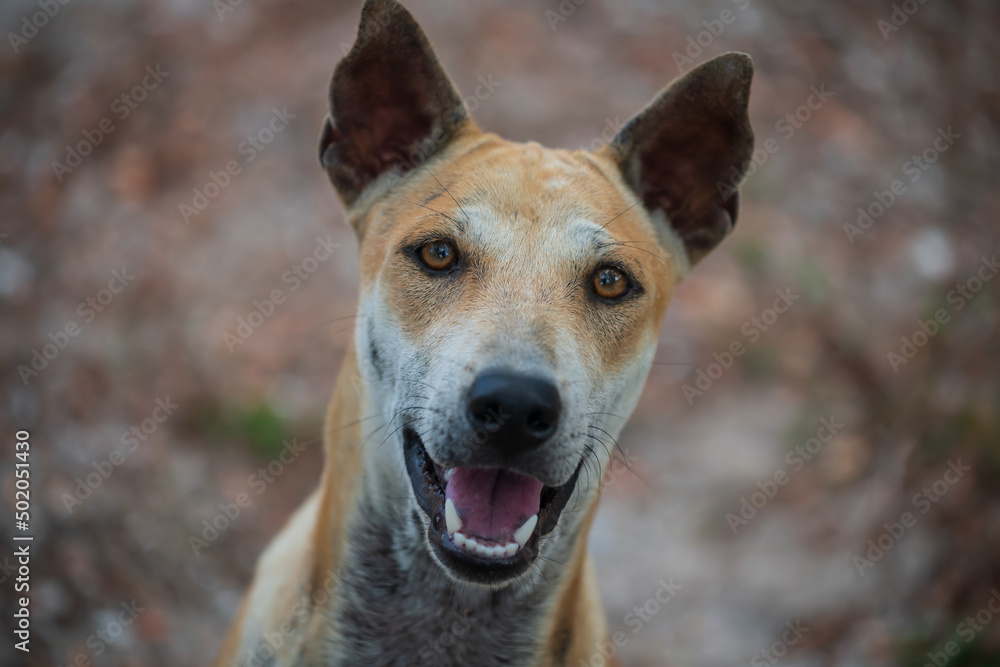 Top view portrait of smiling stray brown dog