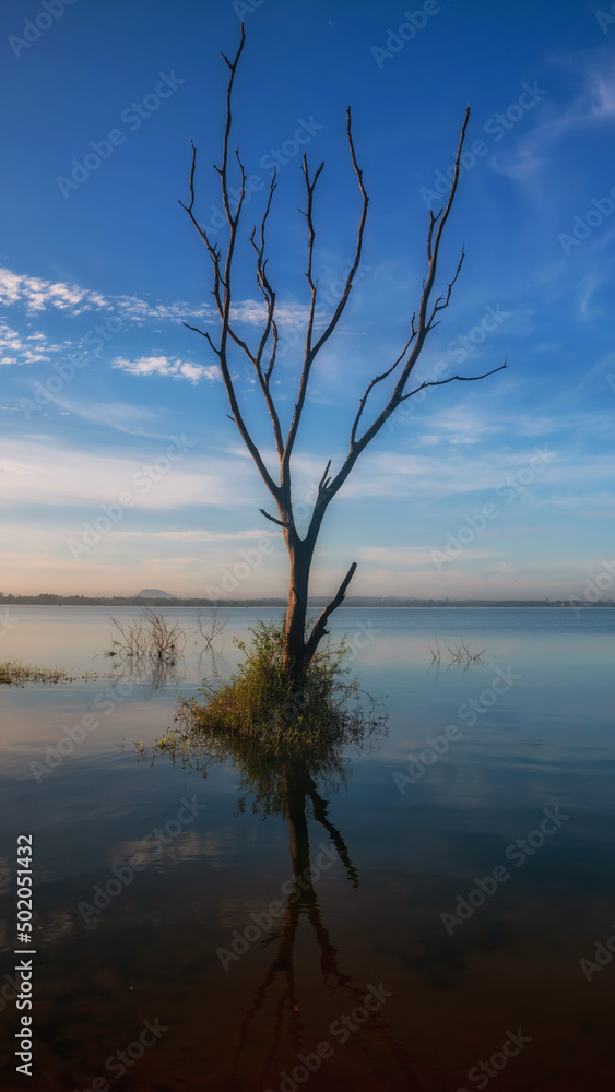 Vertical landscape of dead Trees over bang phra reservoir Vertical landscape of dead Trees over bang phra reservoir