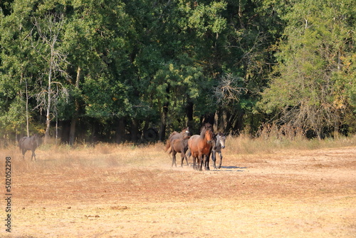 Wild horses in Letea forest from Danube Delta in Romania