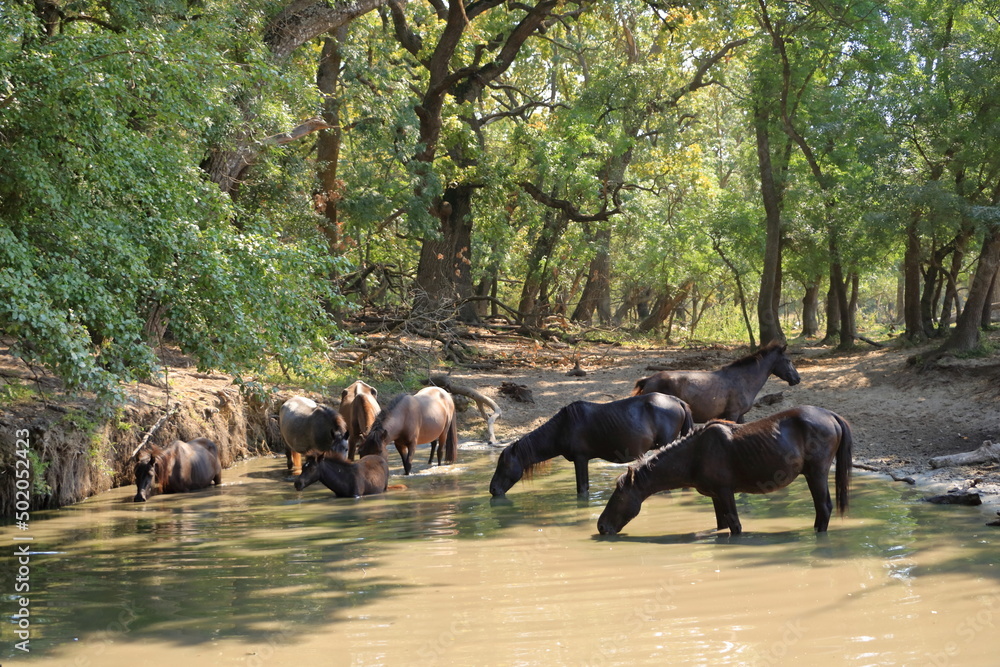 Wild horses drinking in Letea forest from Danube Delta in Romania Wild horses drinking in Letea forest from Danube Delta in Romania