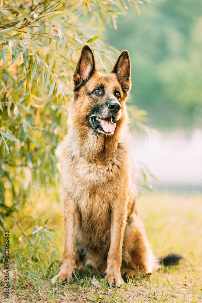 Alsatian Wolf Dog Sitting In Green Summer Park Grass. Brown German Shepherd Dog Close Up Portrait Alsatian Wolf Dog Sitting In Green Summer Park Grass. Brown German Shepherd Dog Close Up Portrait