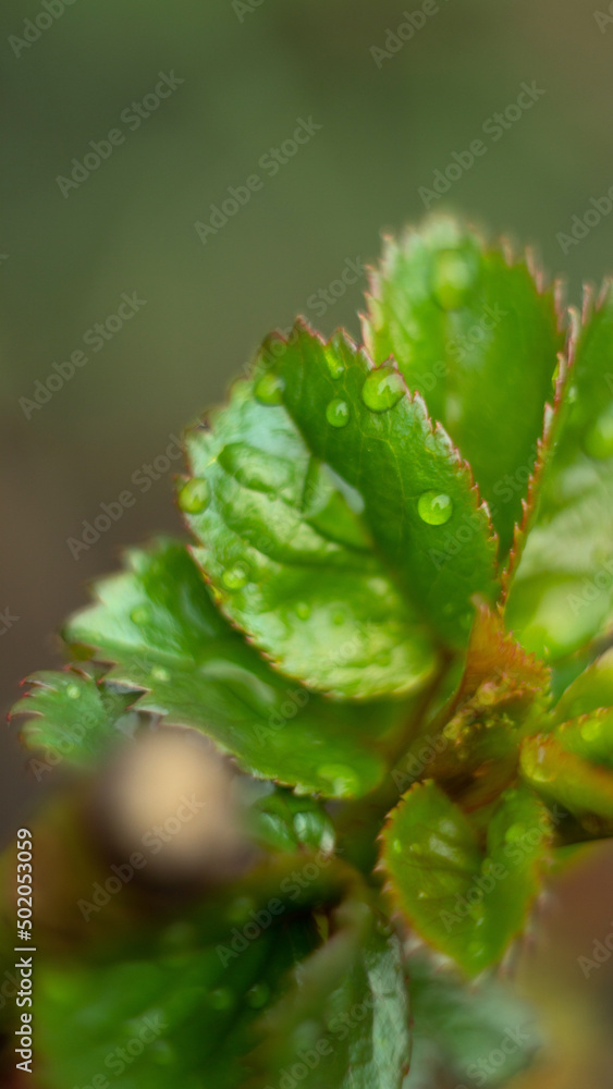 leaf of a young rose with drops leaf of a young rose with drops