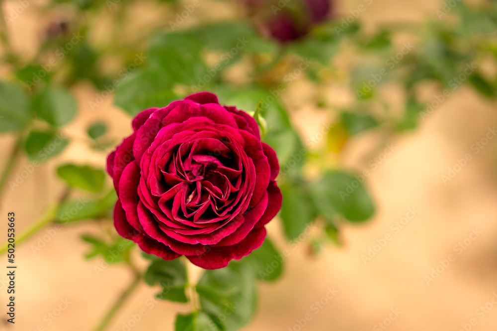Naklejka premium Red rose in full bloom in the back yard during Spring of 2022