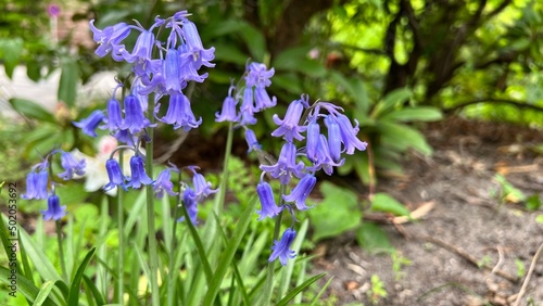 flowers in the garden