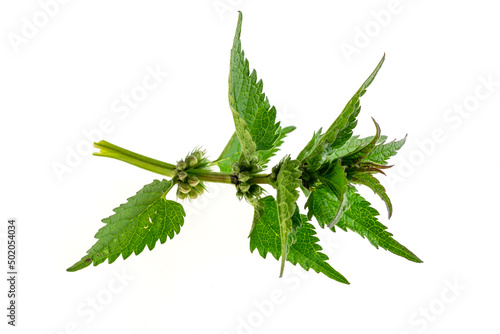 green nettle on a white isolated background