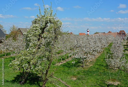 Kirschblüte im Alten Land