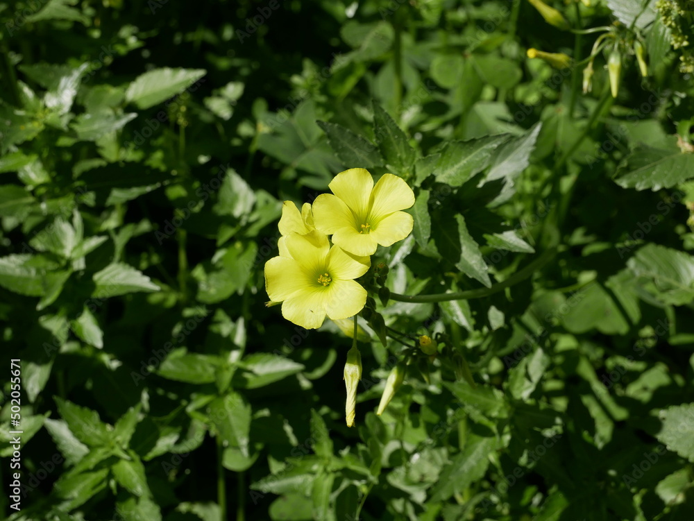 Small yellow annual flowers on a background of green grass on a sunny spring day. Beautiful fragrant buds and flowers of oxalis under the open sky. Small yellow annual flowers on a background of green grass on a sunny spring day. Beautiful fragrant buds and flowers of oxalis under the open sky.