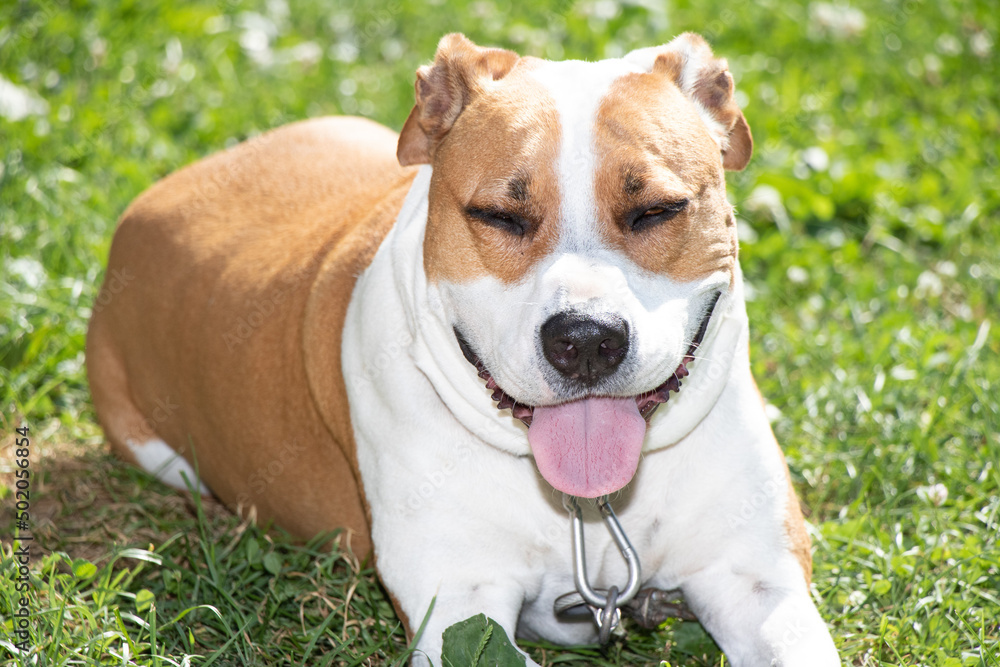 American pitbull x boxer mixed breed mature dog panting in front of the camera