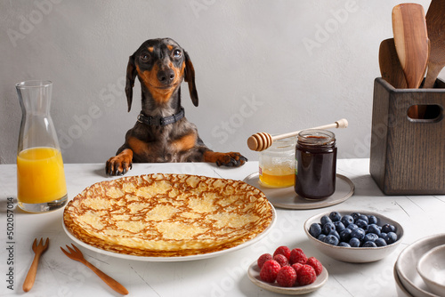 Chien teckel regarde une assiette de crêpes posé sur une table. Le pot de confiture, myrtilles, framboises, miel sur une table.  © Lina Taravella